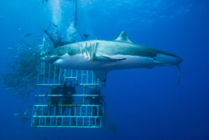 Great White Shark